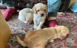 Labradoodle dogs for sale: Lily's Mini's - Multigen Mini Labradoodle Puppies - Image 8