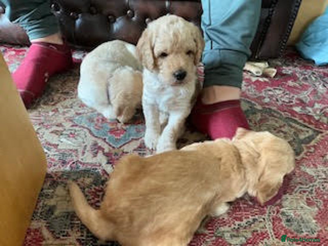 Labradoodle dogs for sale: Lily's Mini's - Multigen Mini Labradoodle Puppies - Image 8