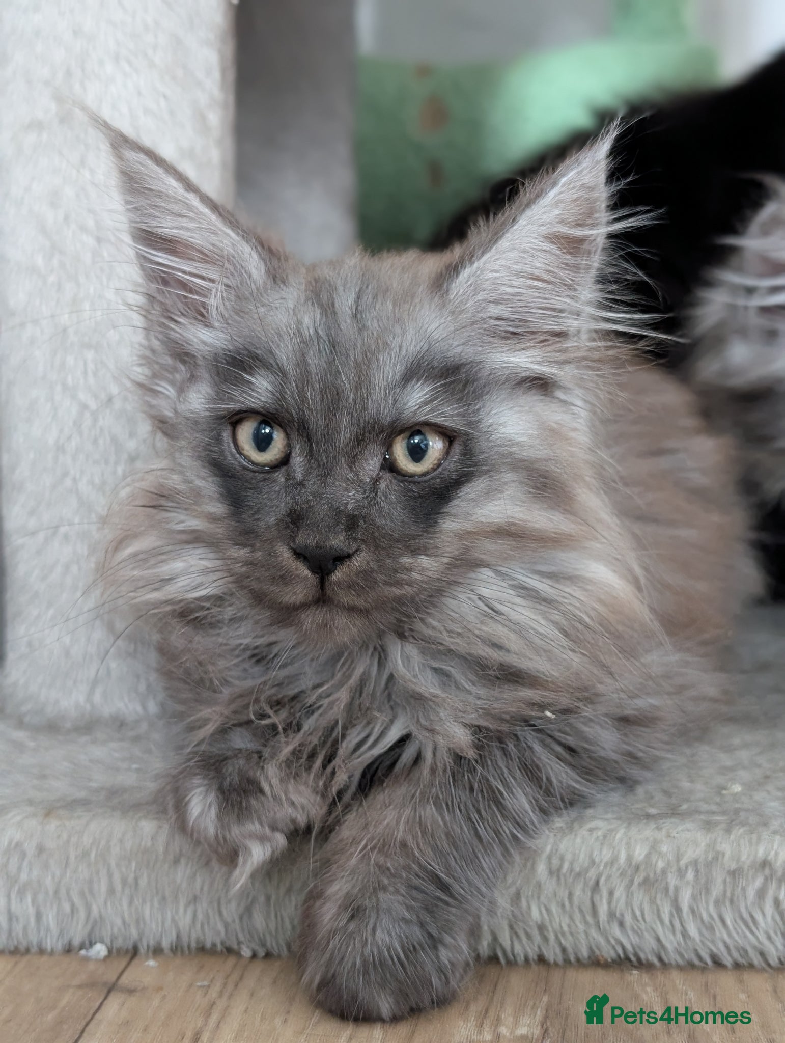 Maine Coon cats Stunning Tica pedigree boy kitten. Ready now  - Advert 2