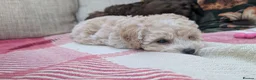 Shihpoo dogs for sale: ⭐ Toy Shihpoo Puppies ⭐ - Advert 6
