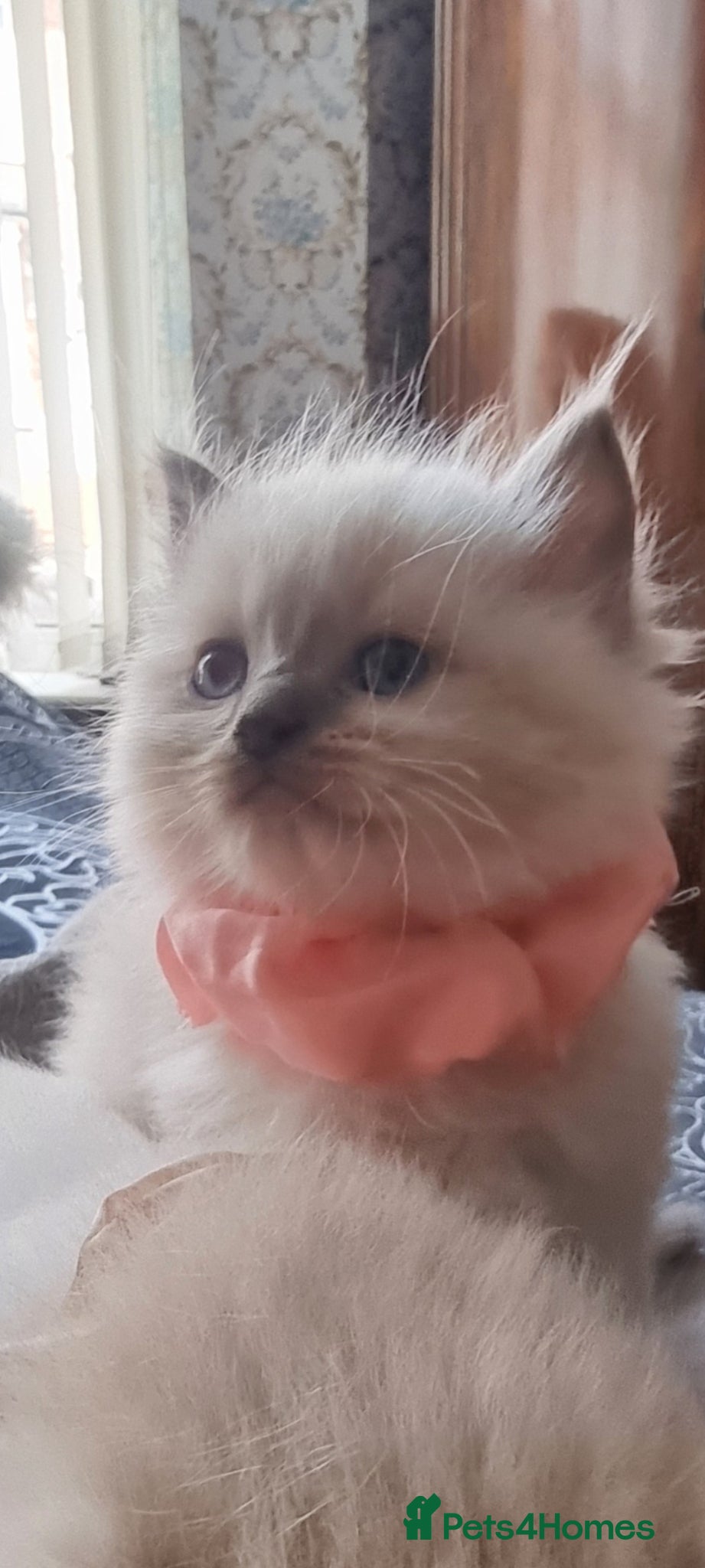 Ragdoll cats Ragdoll  kittens - Advert 2