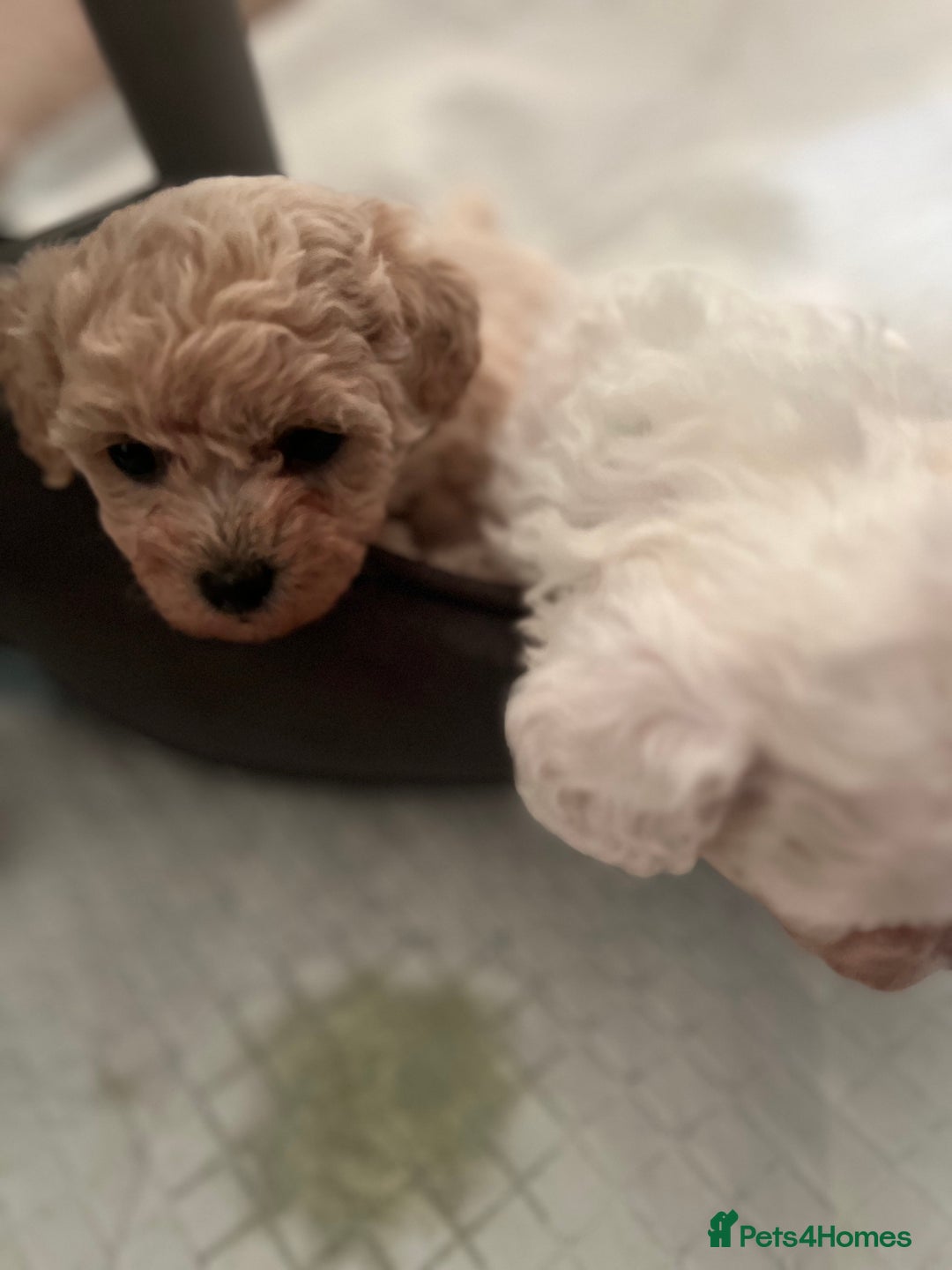 Poochon dogs for sale: Friendly, Gorgeous little Poochon girls - Advert 5