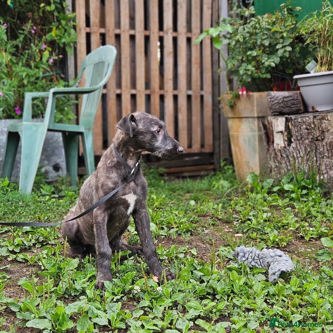 Deerhound dogs for sale: Stunning deerhound pups - Image 7