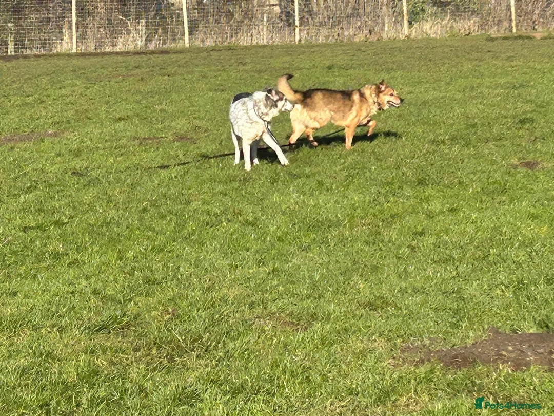 Mixed Breed dogs for adoption: Einstein - Norwich Norfolk  in Norwich - Image 12
