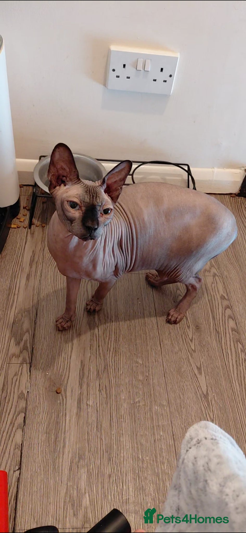 Sphynx cats 5 year male Spyhnx for loving home - Advert 7