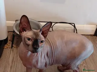 Sphynx cats 5 year male Spyhnx for loving home - Advert 7