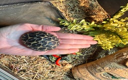 Tortoise reptiles for sale: Indian star tortoise + full setup - Image 2