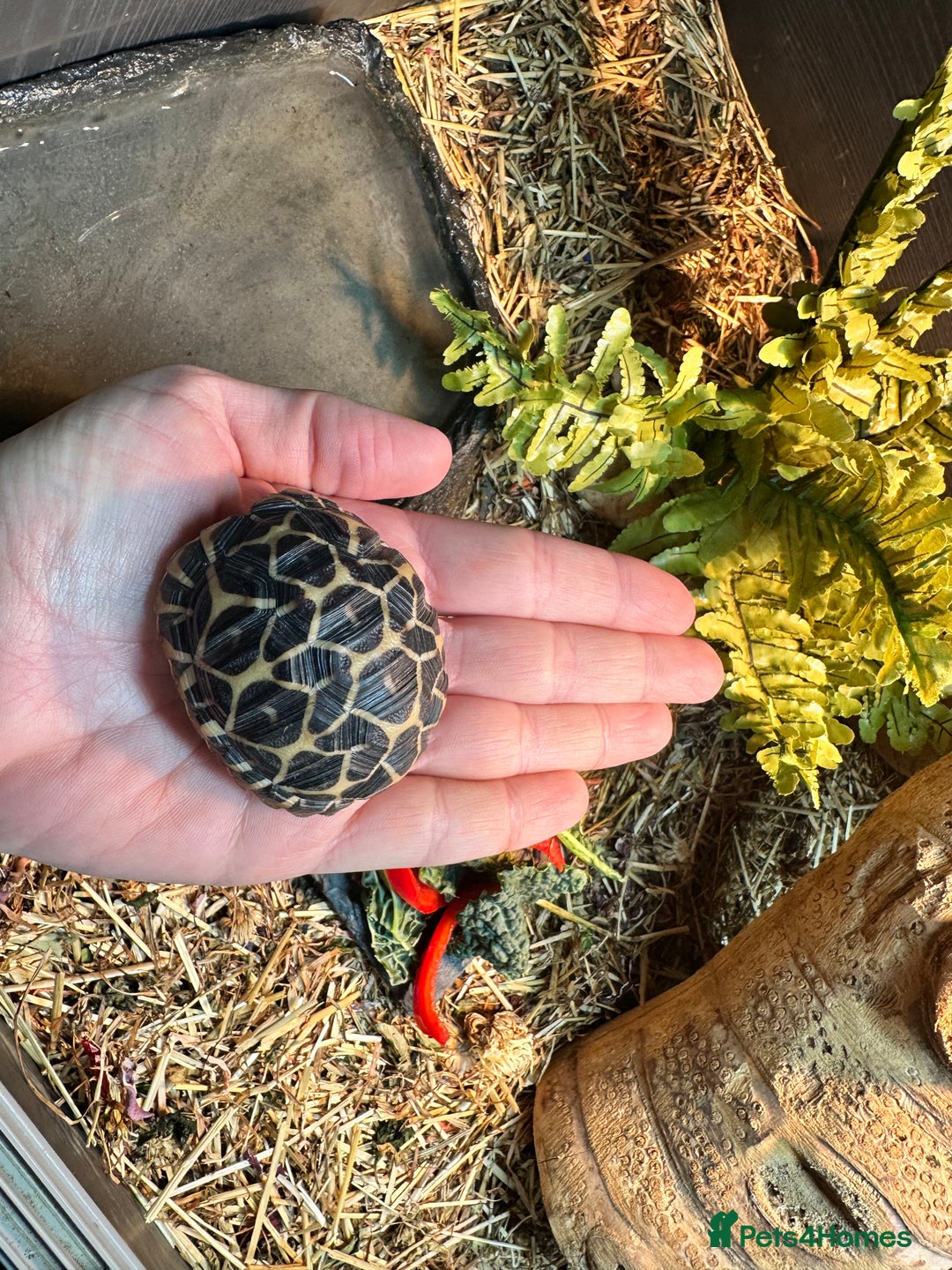 Tortoise reptiles for sale: Indian star tortoise + full setup - Image 2