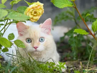 Mixed Breed cats Persian x Ragdoll Kitten – Vaccinated - Advert 1