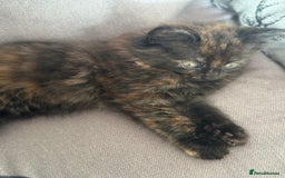Mixed Breed cats for sale: Long haired female tortishell  - Image 4