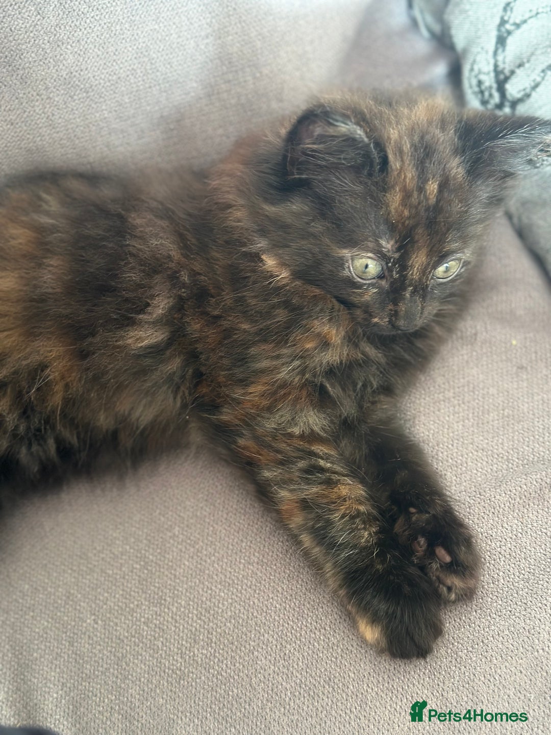 Mixed Breed cats for sale: Long haired female tortishell  - Image 4