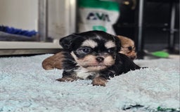 Shih Tzu dogs for sale: Beautiful Shih Tzu Puppies  - Image 17