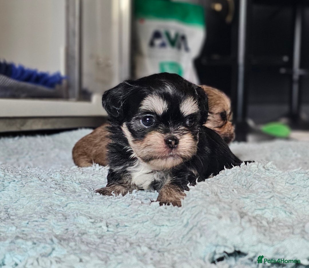 Shih Tzu dogs for sale: Beautiful Shih Tzu Puppies  - Image 17