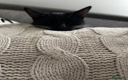Mixed Breed cats for sale: Willow - Image 5