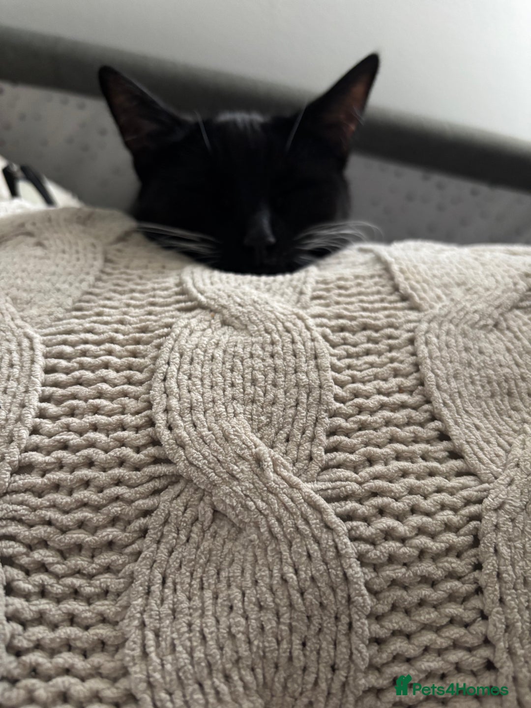 Mixed Breed cats for sale: Willow - Image 5