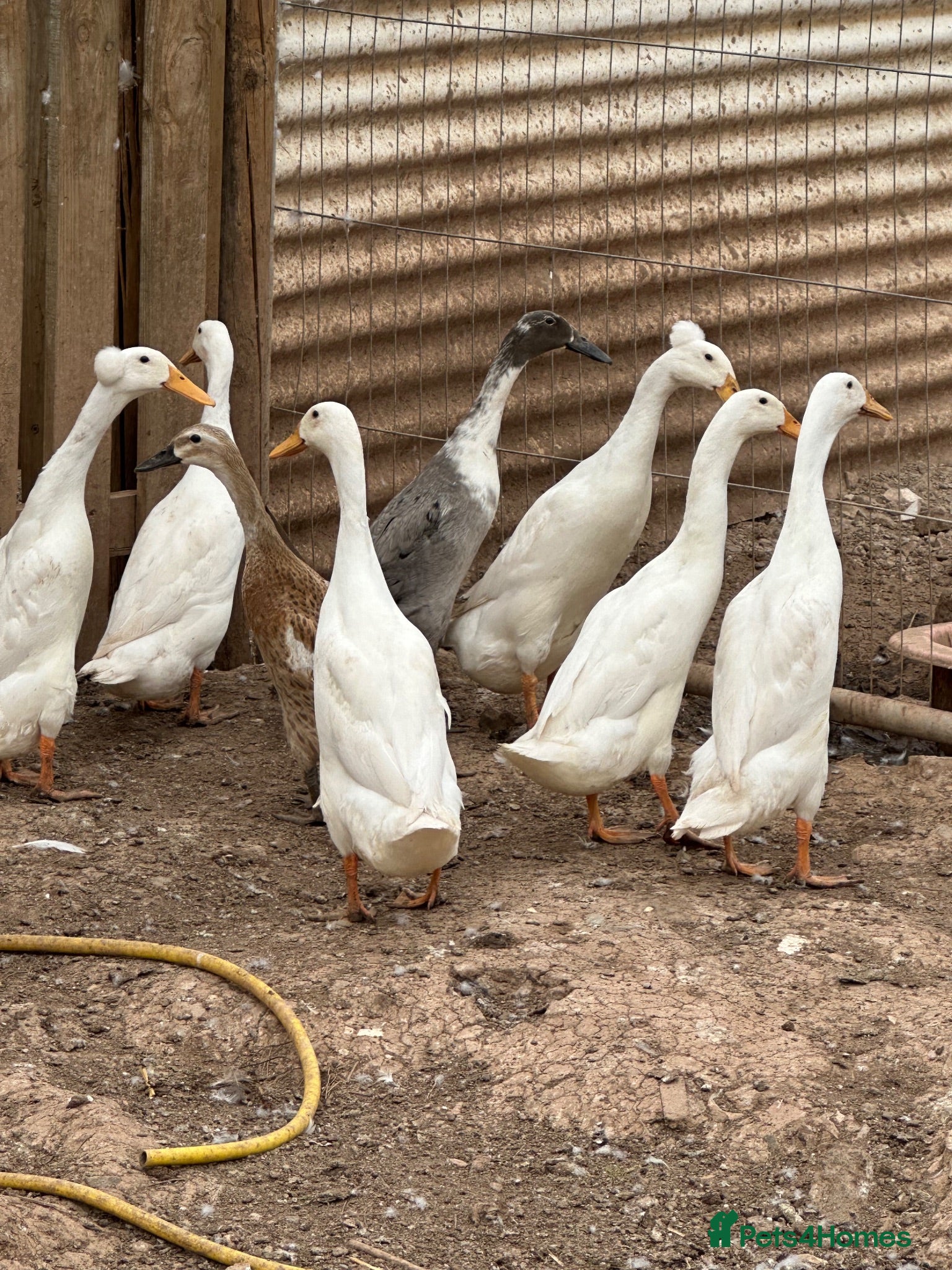 Ducks poultry Indian runner ducks,Emden geese,Muscovy,brown hens - Advert 1