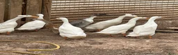 Ducks poultry for sale: Indian runner ducks,Emden geese,Muscovy,brown hens - Advert 1