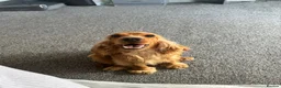 Cocker Spaniel dogs for sale: Stunning 2 year old gold female show spaniel  - Advert 2
