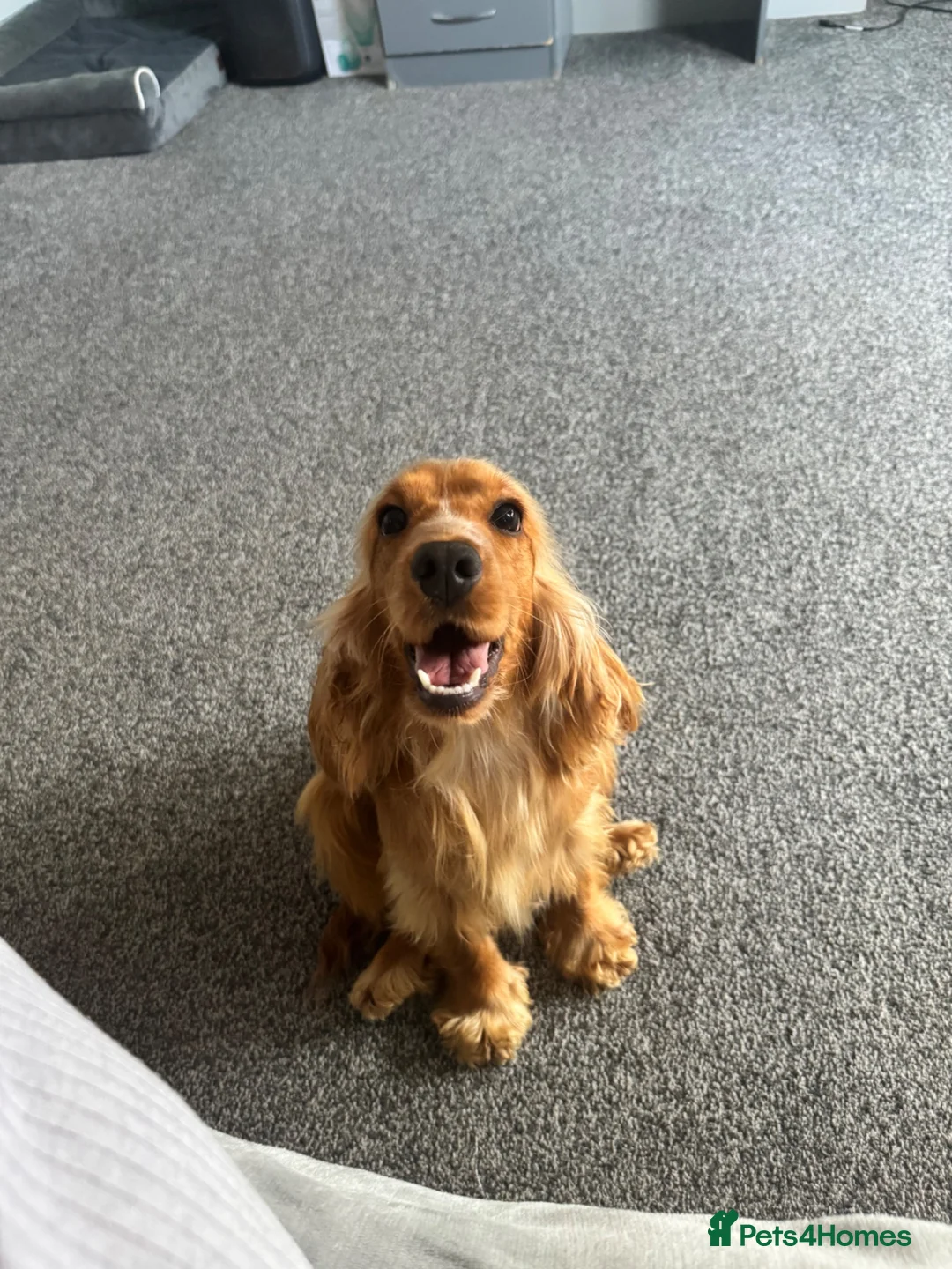 Cocker Spaniel dogs for sale: Stunning 2 year old gold female show spaniel  - Advert 2