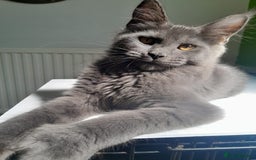 Maine Coon cats for sale: Solid Blue Poly boy 5 Pedigree TICA Maine coon - Image 1
