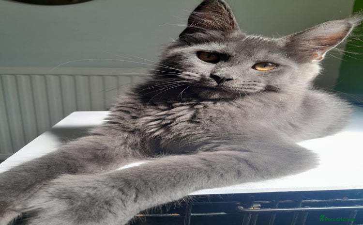 Maine Coon cats - Advert 1
