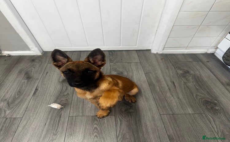 Belgian Shepherd Dog dogs - Advert 1
