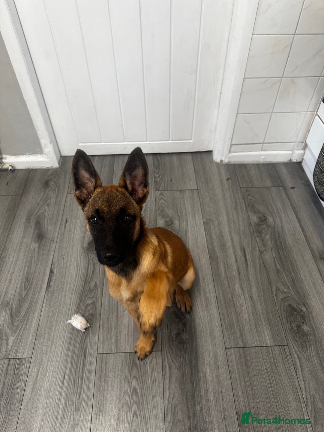 Belgian Shepherd Dog dogs for sale: Belgium malinois  - Image 1