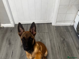 Belgian Shepherd Dog dogs - Advert 1