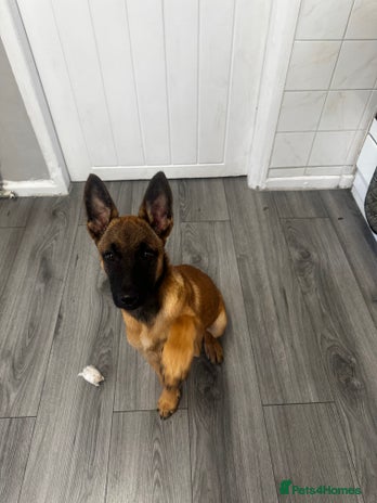 Belgian Shepherd Dog dogs - Advert 3