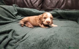 Cocker Spaniel dogs for sale: Cocker Spaniel Show Type KC (Simberwood)  - Image 8