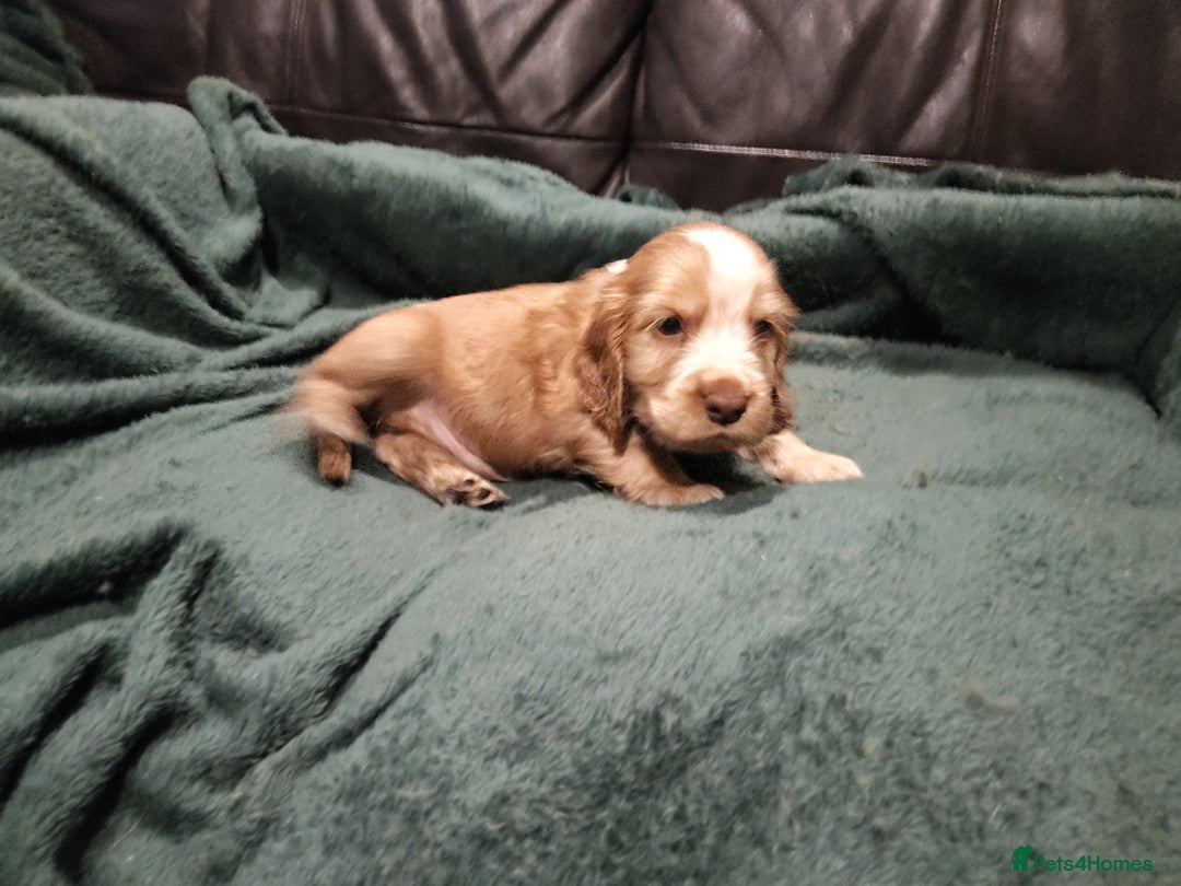 Cocker Spaniel dogs for sale: Cocker Spaniel Show Type KC (Simberwood)  - Image 8