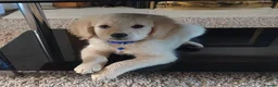 Goldendoodle dogs for stud: STUD MUFFIN PROVEN Mr C - Advert 2
