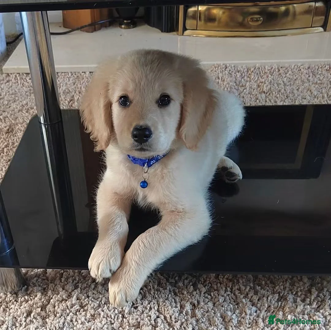 Goldendoodle dogs for stud: STUD MUFFIN PROVEN Mr C - Advert 2