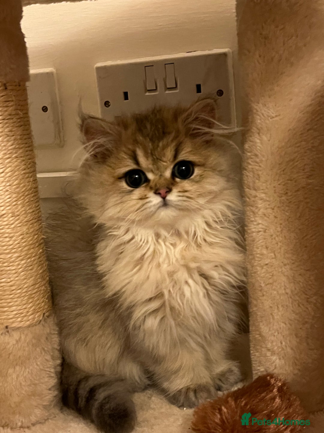 British Longhair cats for sale: Stunning British Longhair Kittens - Goldy & Snowy! - Advert 6