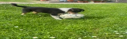 Mixed Breed dogs for sale: Collie cross puppies  - Advert 2