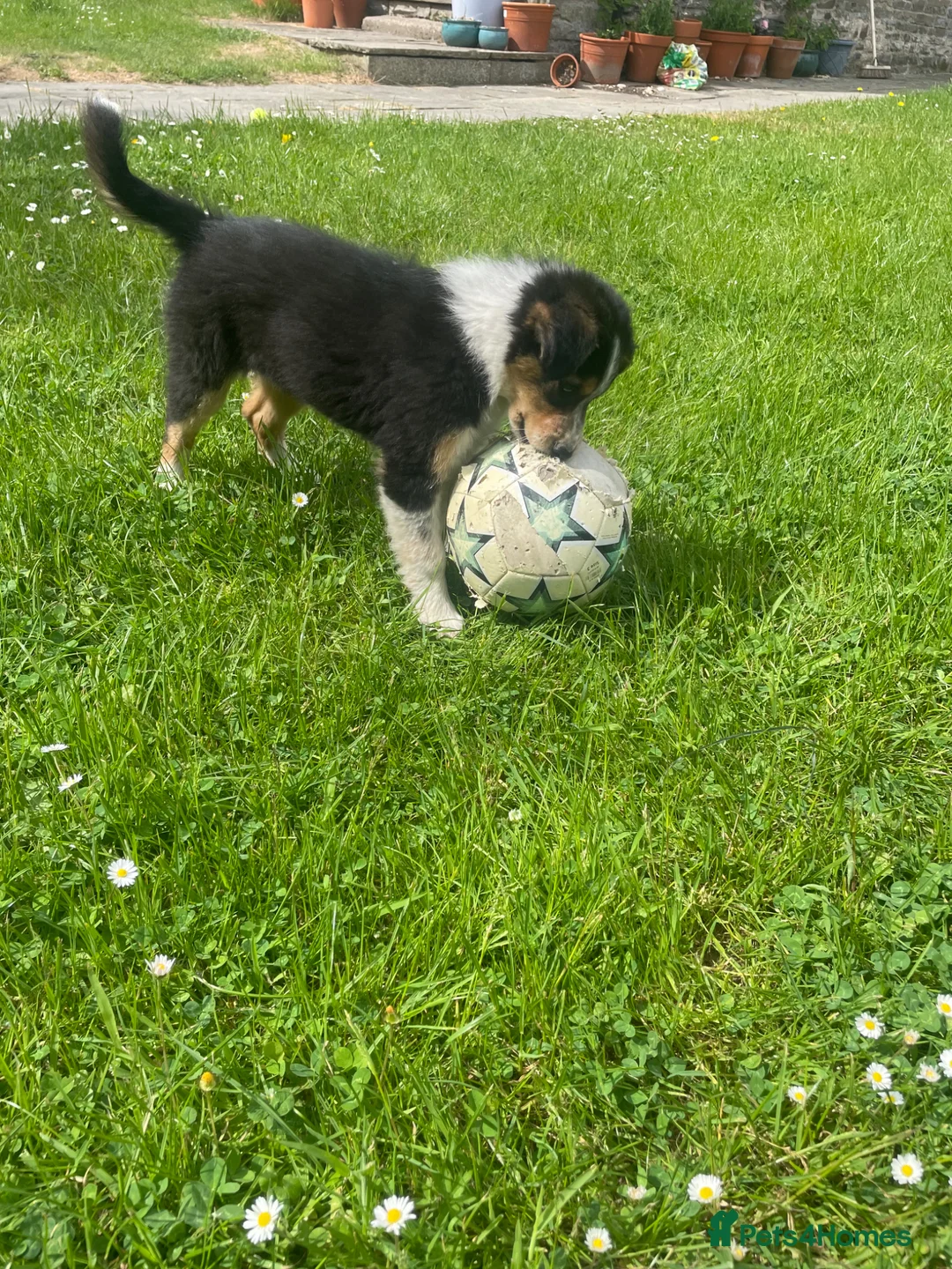 Mixed Breed dogs for sale: Collie cross puppies  - Advert 2