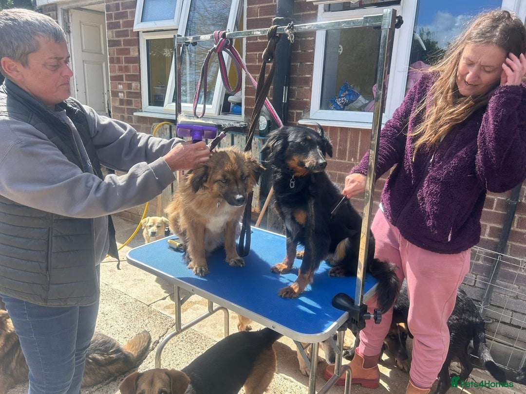 Mixed Breed dogs for adoption: Paige - Norwich Norfolk  - Image 22