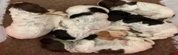 Cocker Spaniel dogs for sale: KC reg Cocker Spaniel puppies - Advert 9