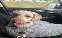 Mixed Breed dogs for sale: Lenny 15 month old toy poodle  - Image 1