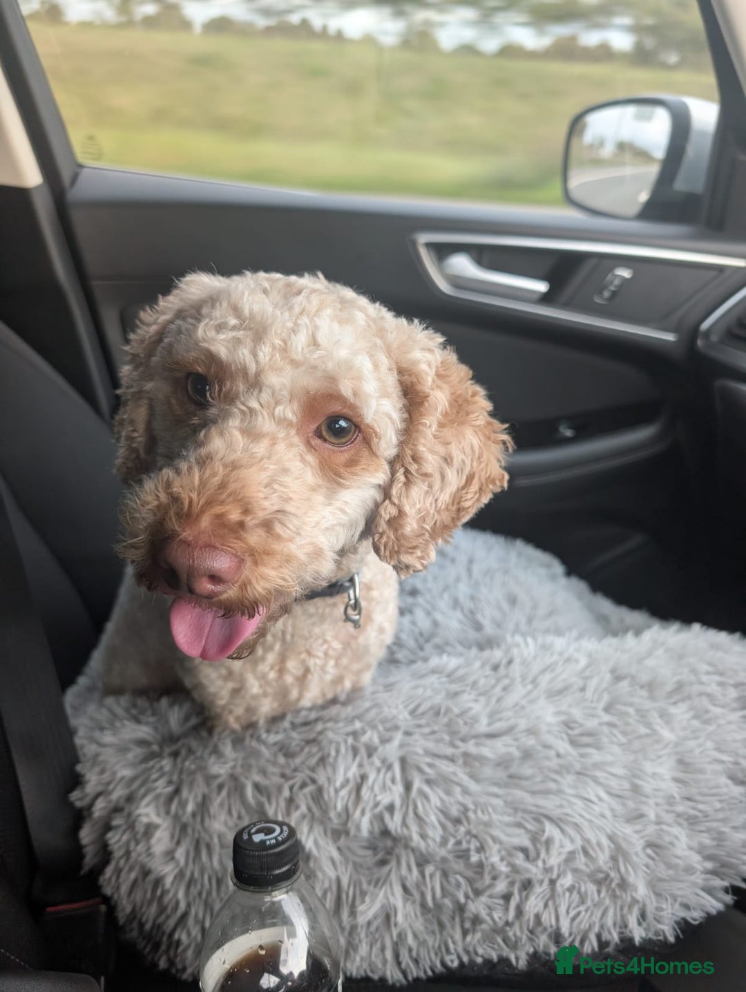 Mixed Breed dogs for sale: Lenny 15 month old toy poodle  - Image 1
