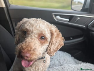 Mixed Breed dogs - Advert 29