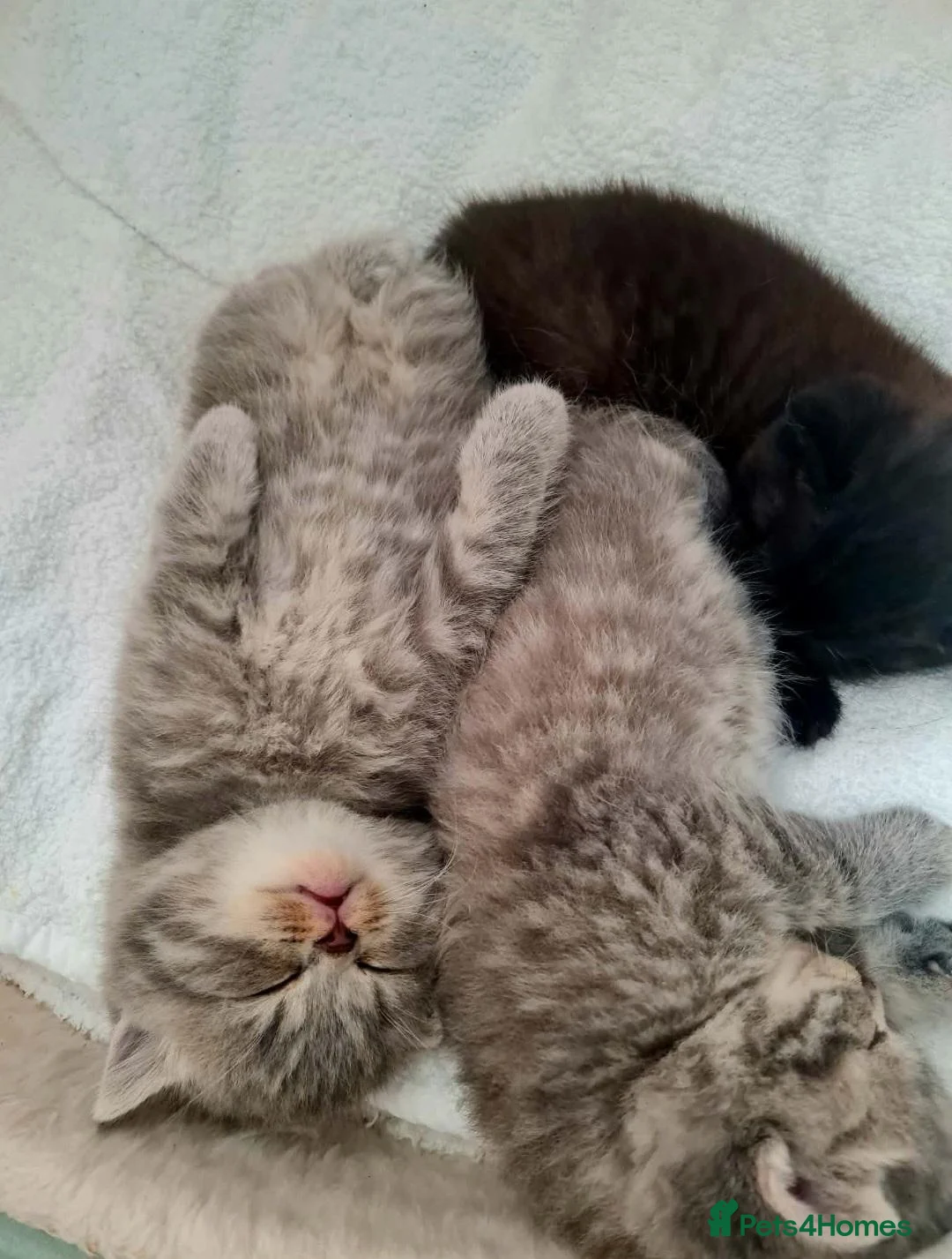 British Shorthair cats for sale: British shorthair  - Advert 1