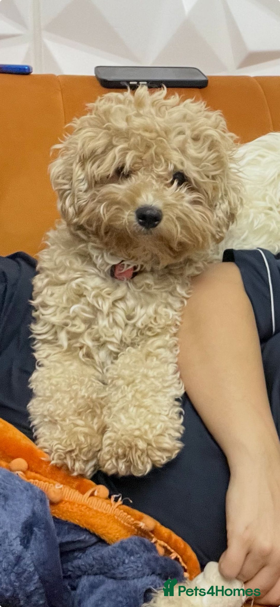 Shihpoo dogs for sale: 🐾 Toy Poodle x Shihpoo Puppies for Sale - Image 19