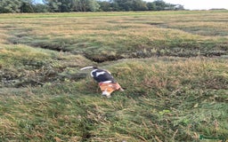 Beagle dogs for sale: Beagle boy for rehoming - Image 1