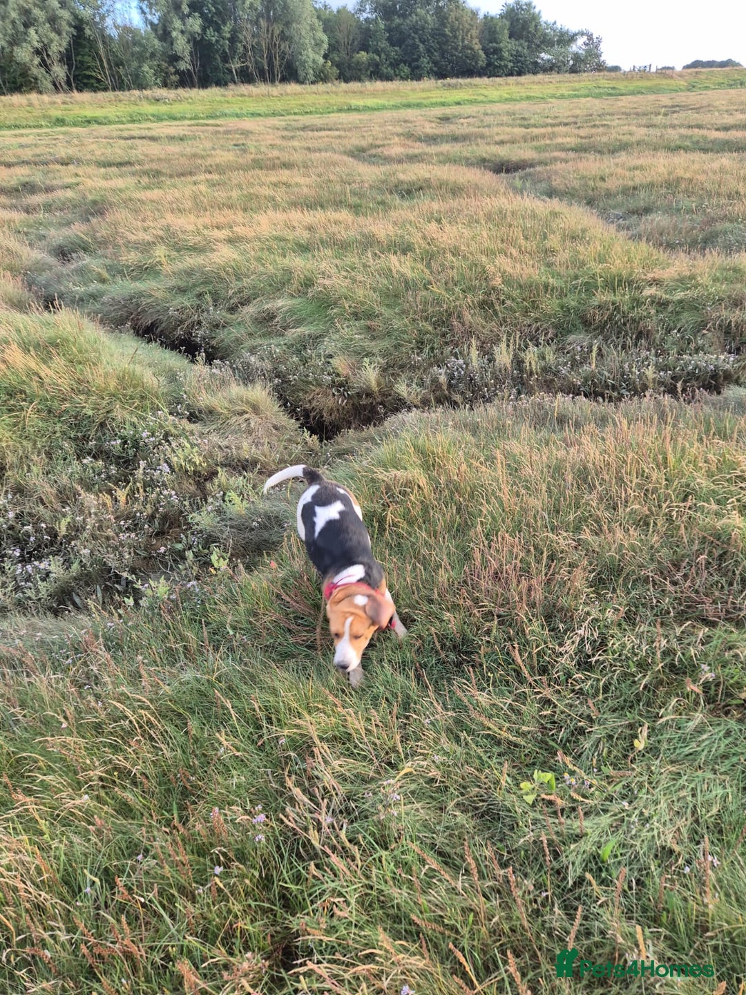 Beagle dogs for sale: Beagle boy for rehoming - Image 1