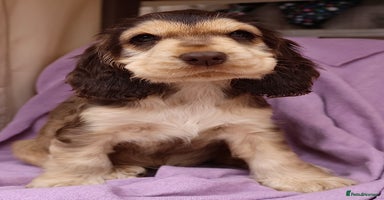 Cocker Spaniel dogs - Advert 7