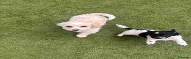 Cockapoo Puppy 1