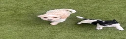 Cockapoo dogs for sale: 2 fluffy cockapoos ready for their new home  - Advert 3