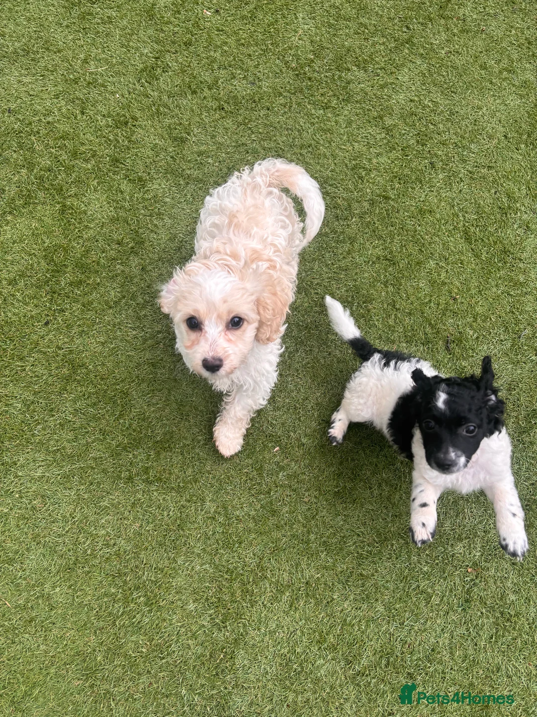 Cockapoo dogs for sale: 2 fluffy cockapoos ready for their new home  - Advert 3
