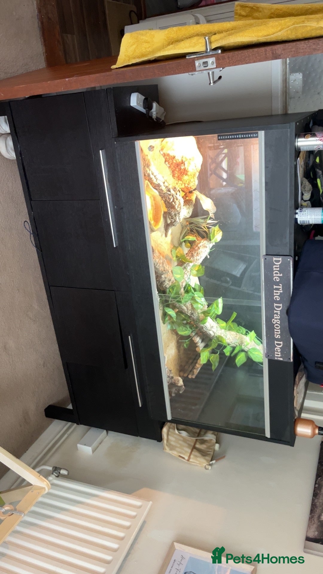 Bearded Dragon reptiles for sale: Male Bearded Dragon & Full Set Up - Image 4